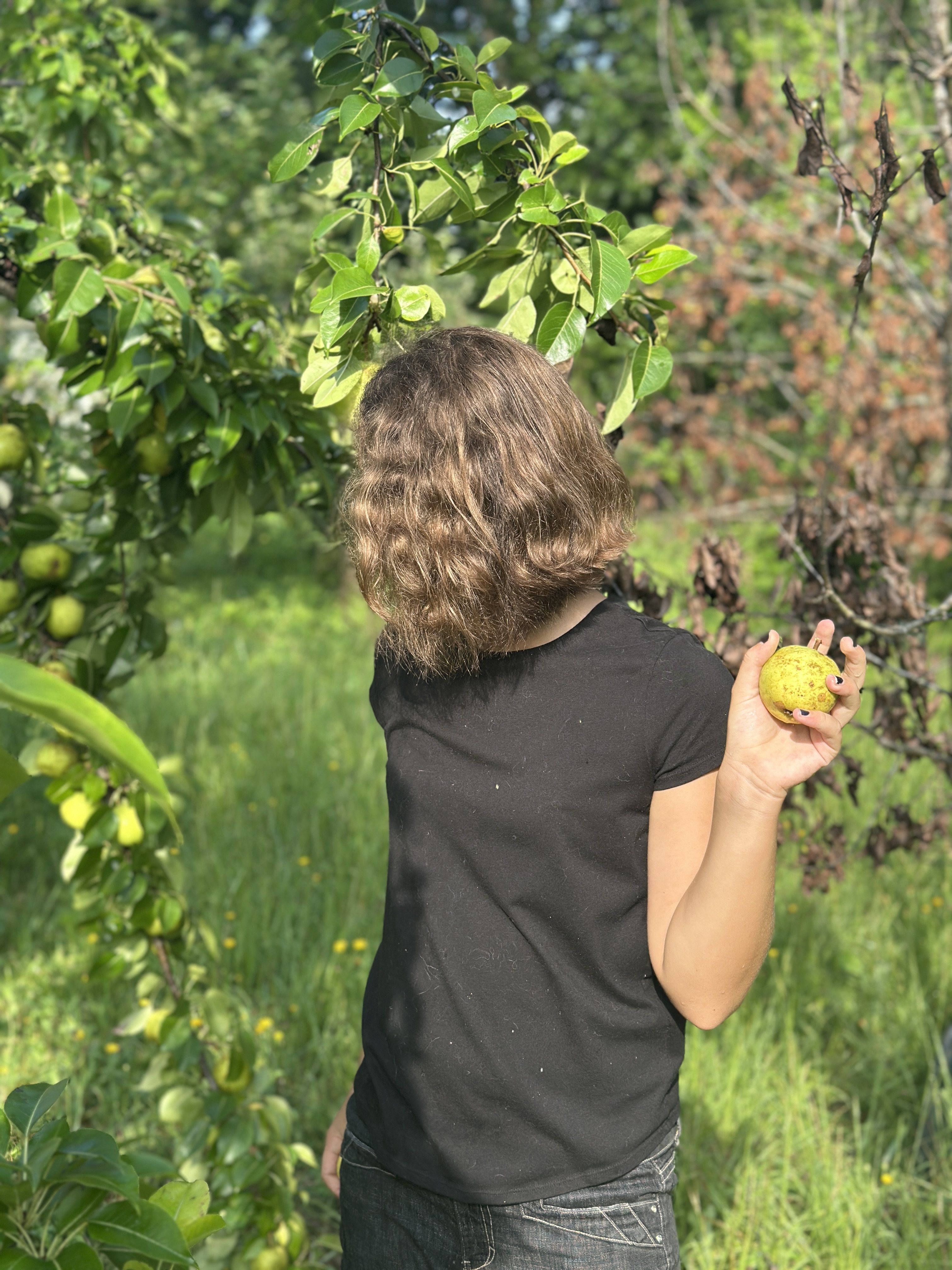 Fruit 25